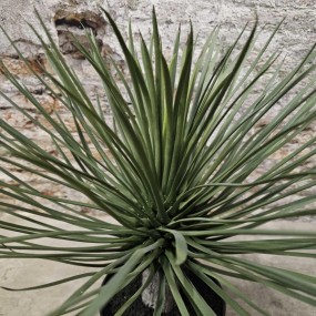 ExtDirectUpload112029_2