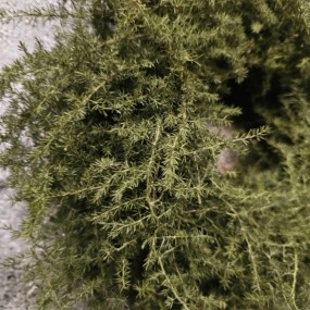 ExtDirectUpload113055_2